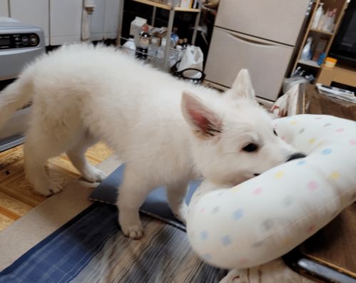 姚明老婆多高？真实身高揭秘，篮球巨人的另一半并非巨人